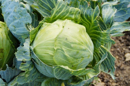 植物 葉 食べ物 緑 写真