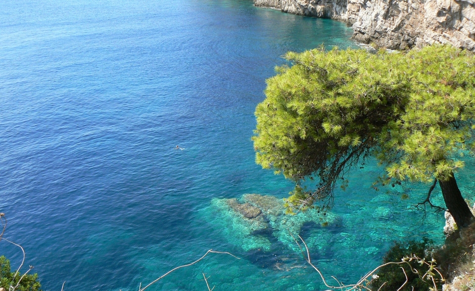 Mer côte arbre eau