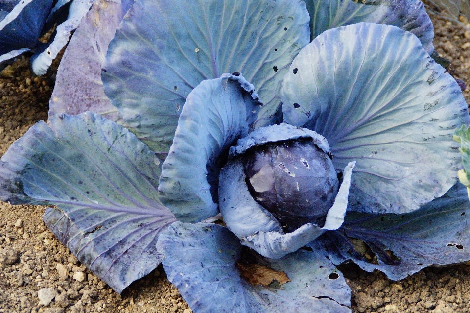 Anlage blatt blume essen