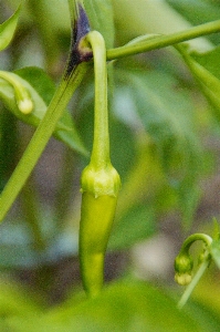 Sharp plant leaf pepper Photo