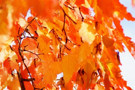 Foto Albero ramo cielo luce del sole