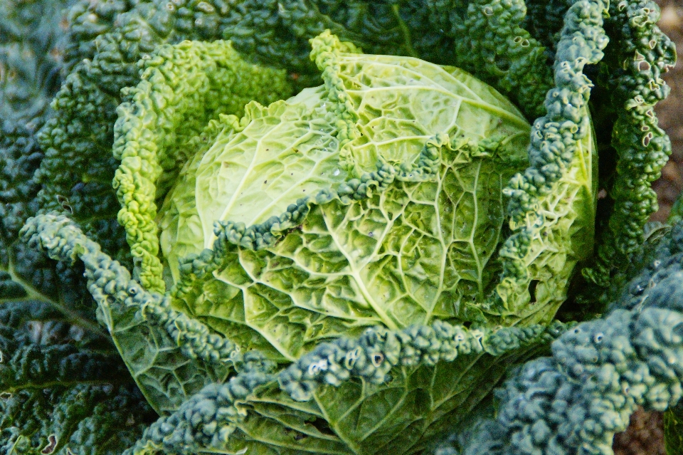 Makanan hijau menghasilkan sayur-mayur