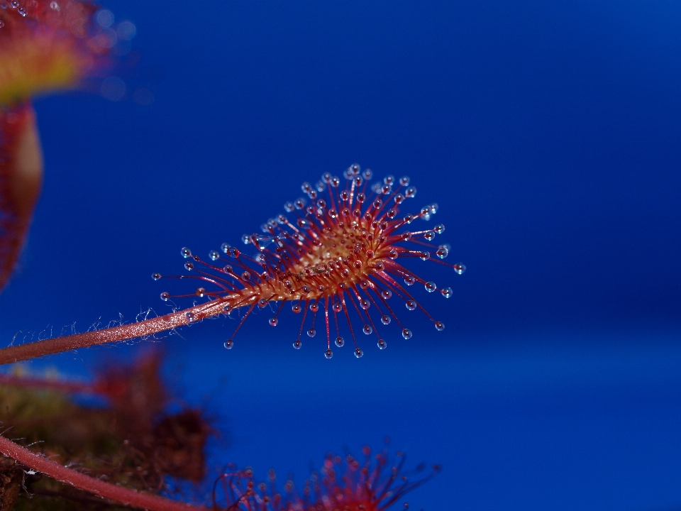 Plantar céu vermelho azul