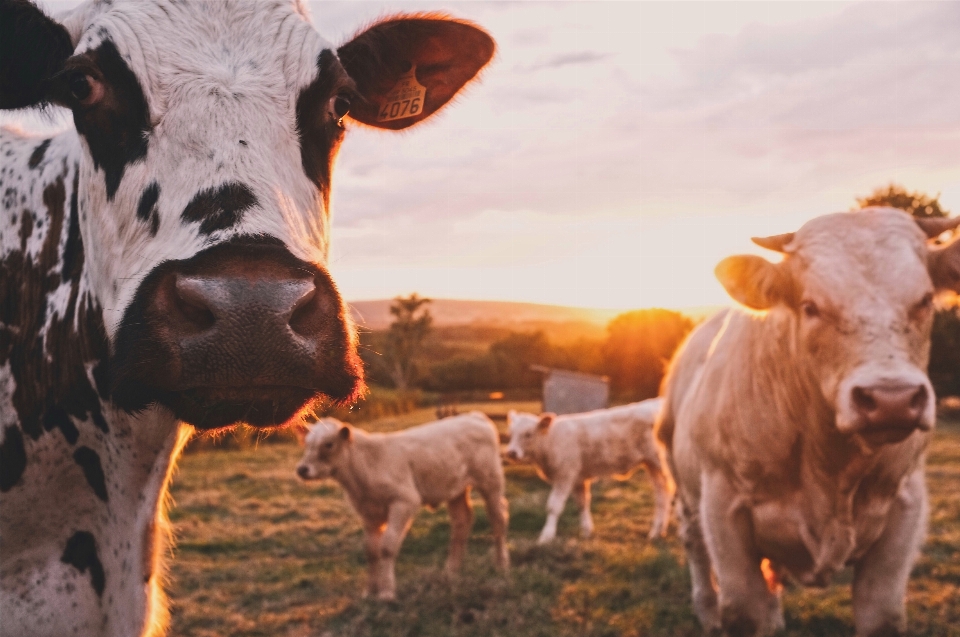 Erba azienda agricola corno gregge