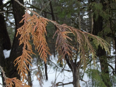 Nature tree branch pine family Photo