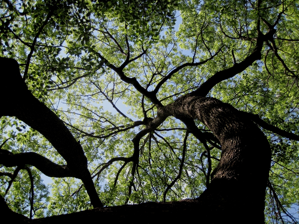 Pohon alam hutan rumput