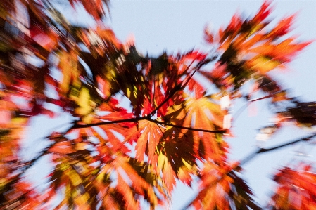 Tree branch plant sky Photo