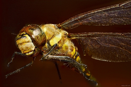 Fliege tierwelt insekt makro Foto