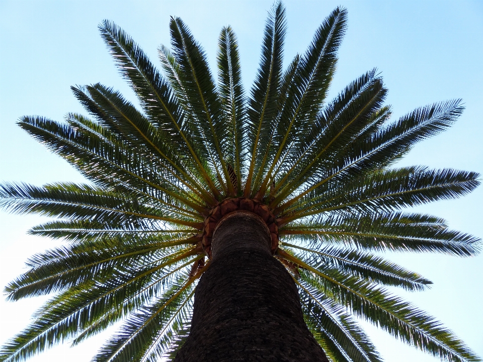 Baum anlage himmel palme