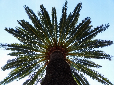 Tree plant sky palm Photo