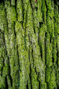 Tree forest grass branch Photo