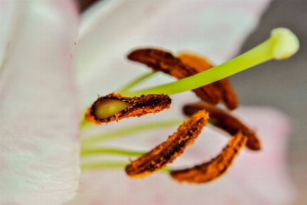 Foto Bianco fiore petalo polline