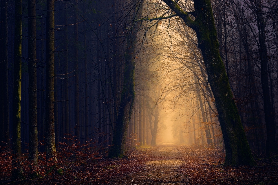 Paysage arbre nature forêt