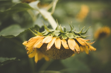 植物 花 花弁 春 写真