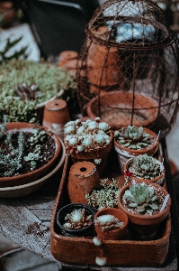 Foto Cactus
 pianta vaso di fiori