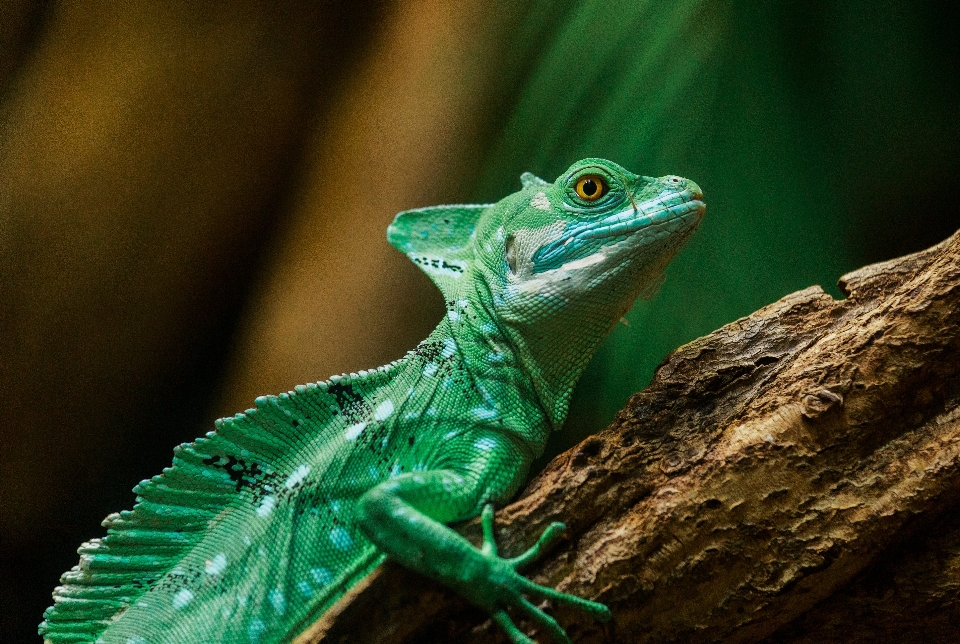 Margasatwa hijau reptil iguana