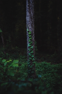 Foto árbol agua naturaleza bosque