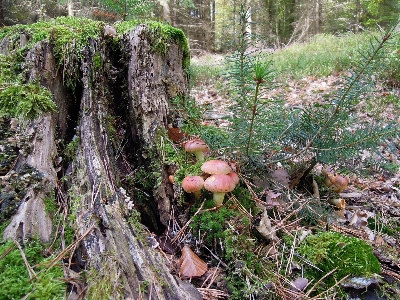 Tree nature forest grass Photo