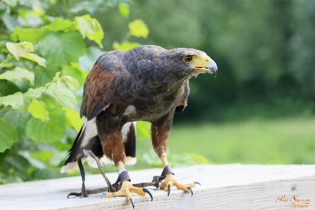 Foto Naturaleza pájaro fauna silvestre pico