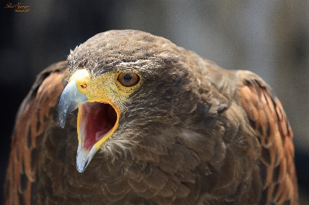 Photo Nature oiseau animal faune