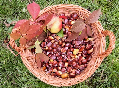 Vine fruit fall decoration Photo