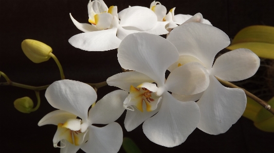 Blossom plant white flower Photo