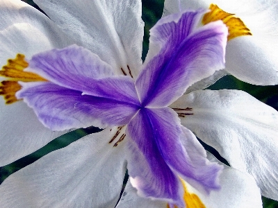 Nature plant white photography Photo