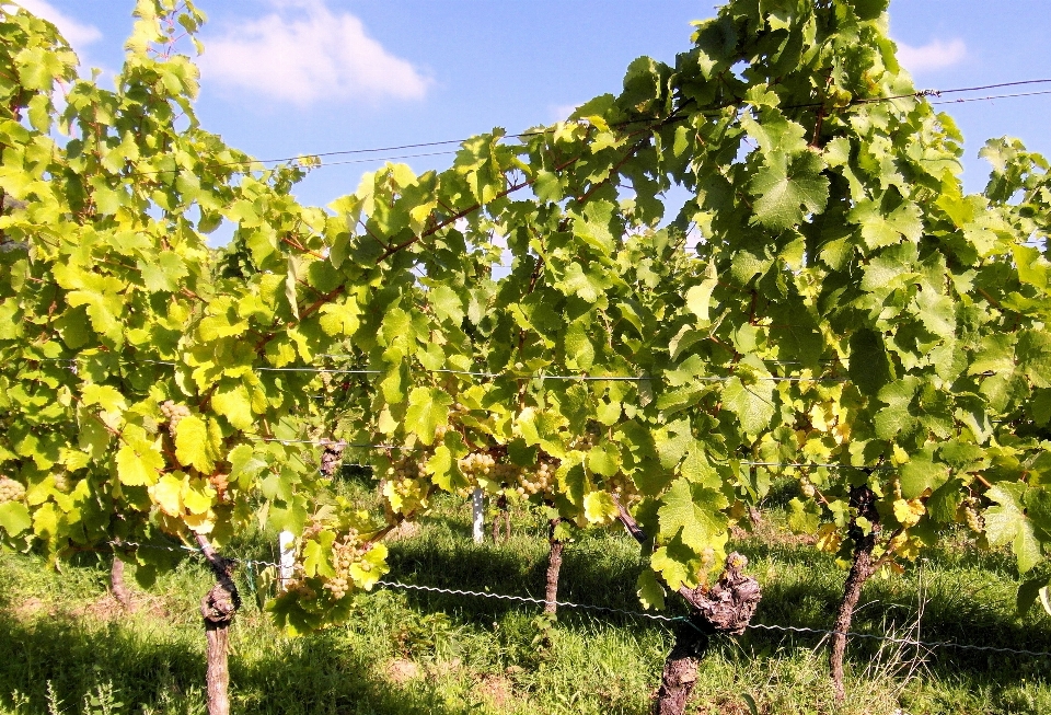 Arbre usine ciel raisin