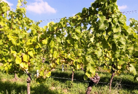 Tree plant sky grape Photo