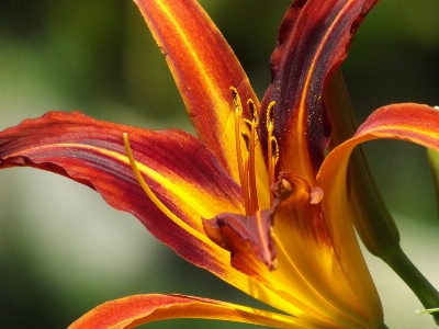 Anlage blume blütenblatt liebe Foto