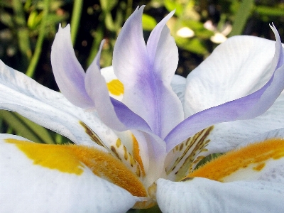 Nature plant white photography Photo