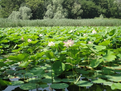 Landscape water grass swamp Photo