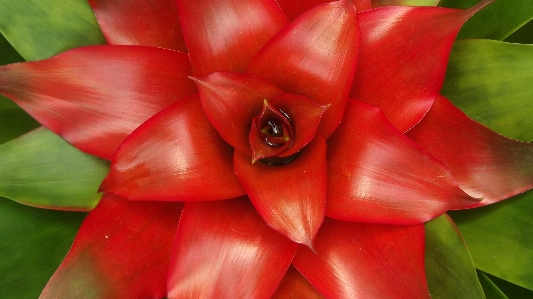 Anlage blatt blume blütenblatt Foto