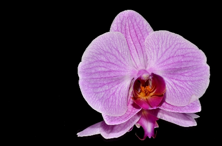 植物 花 紫 花弁 写真