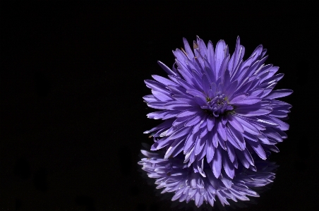 Blossom plant sky flower Photo