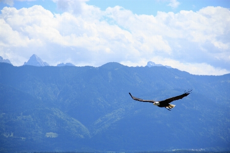 Foto Acqua montagna uccello ala