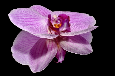 植物 花 紫 花弁 写真