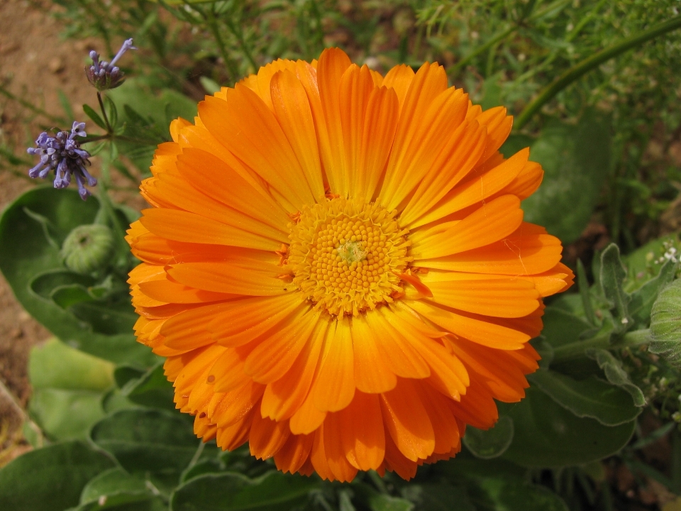 Anlage blume blütenblatt orange