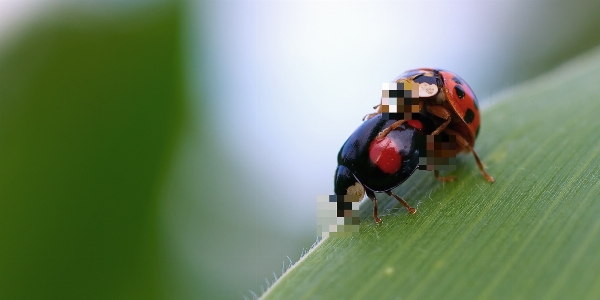 Grass fly insect covered Photo