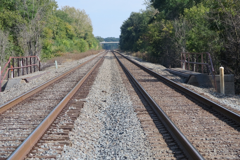 árvore acompanhar ferrovia trem