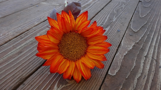 Outdoor blossom growth stem Photo