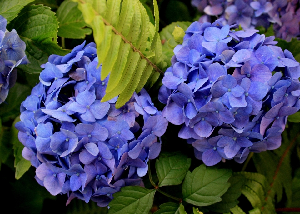 Plantar flor pétala azul