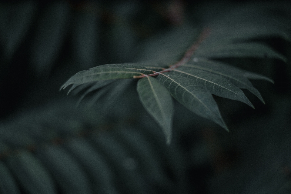 Rama planta hoja oscuridad
