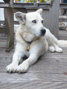 White dog animal fur Photo