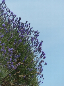 Tree plant sky flower Photo