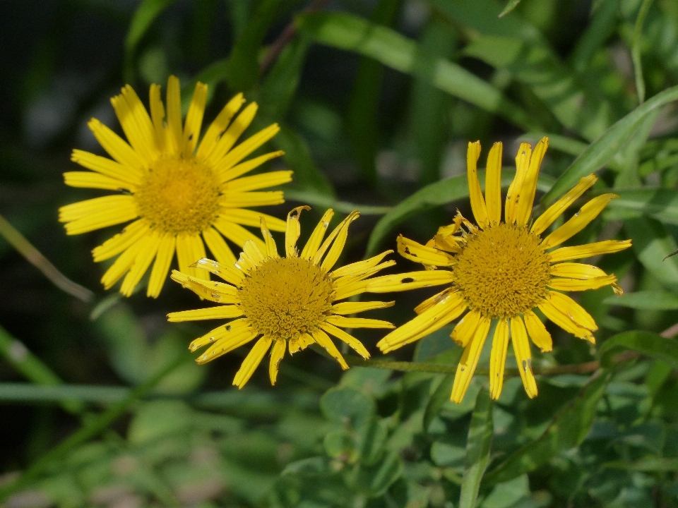 Florescer plantar flor amarelo