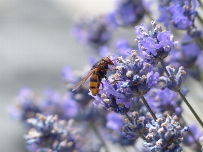 Plant flower purple pollen Photo