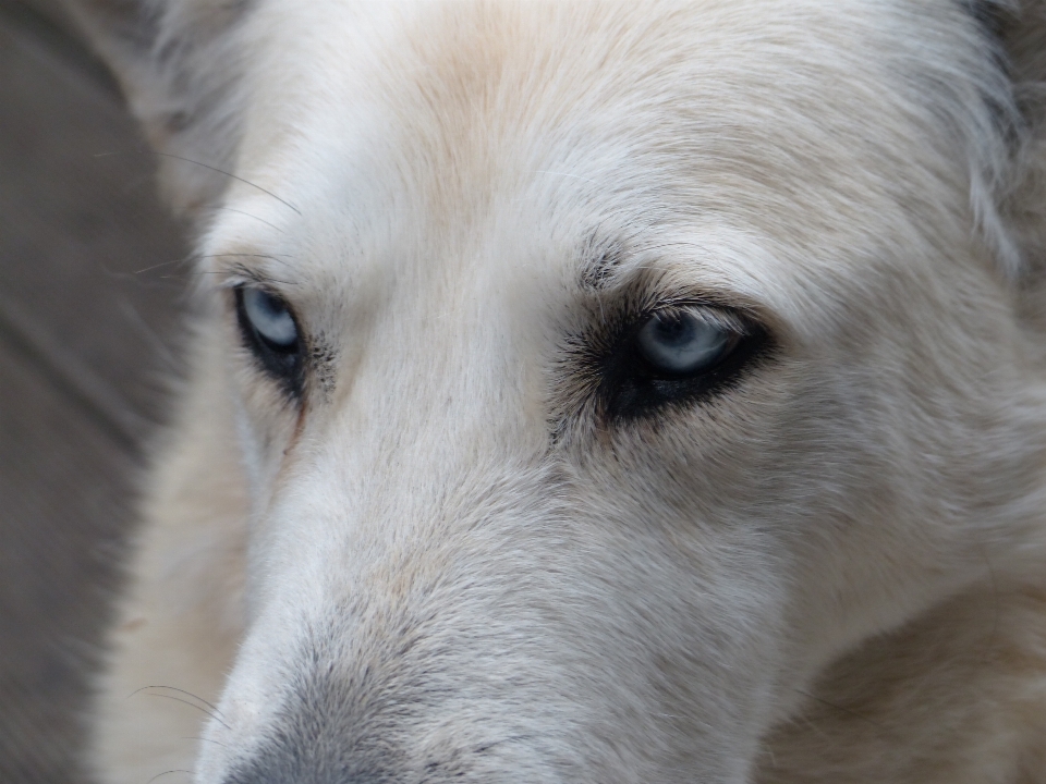 Blanc chien animal fourrure