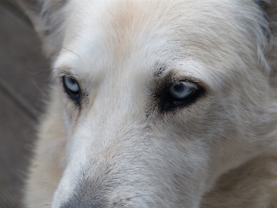 White dog animal fur Photo