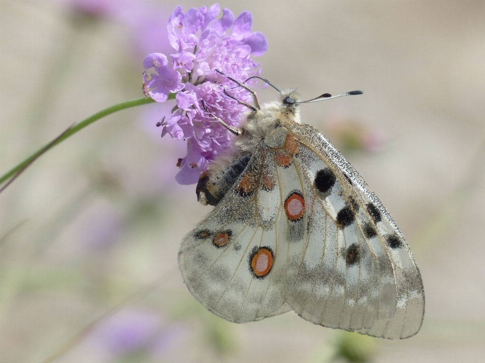 Fiore pianta bianco viola